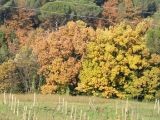 Bosco dei cerreti (Autunno  2005) | Lastra a Signa