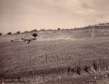 Paeseggio toscano, Industria della paglia, campi con spighe pronte per la raccolta 1900