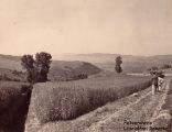 Industria della paglia, campi con spighe pronte per la raccolta 1900