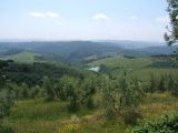 Paesaggio zona Artimino (Carmignano PO 2003)