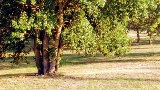 Lastra a Signa,Parco fluviale, 18 agosto 2018