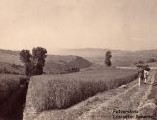Semina della paglia
